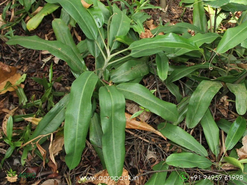 Nepenthes-rafflesian-carnivorous6