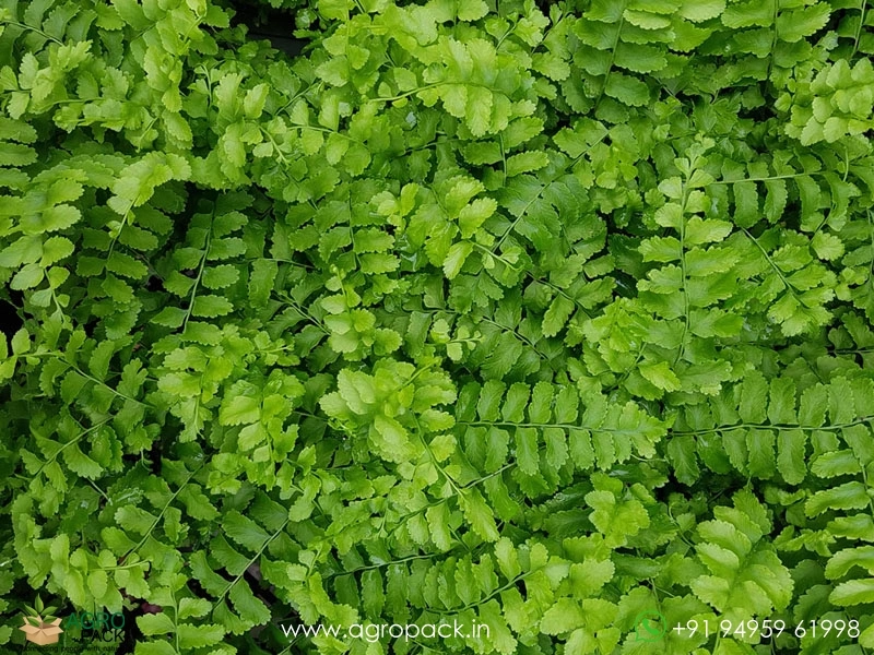 Nephrolepis-Exaltata-Pom-Pom-Fern3