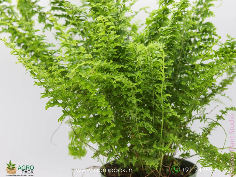 Nephrolepis-exaltata-green-fantasy2