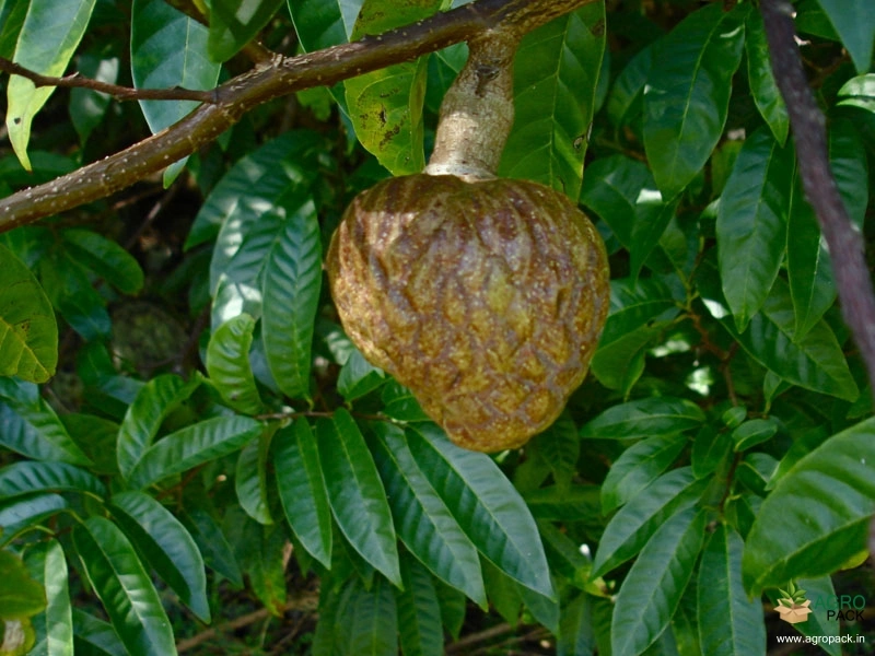 Netted-Custard-Apple1