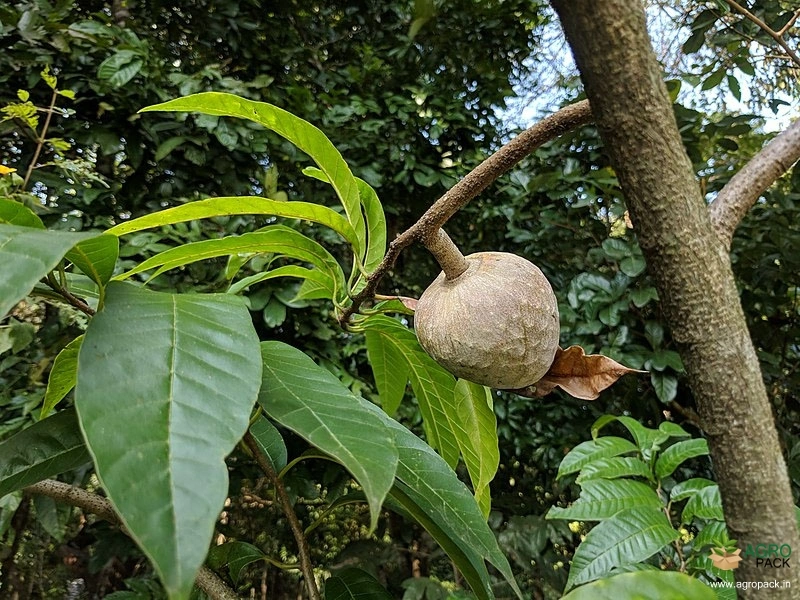 Netted-Custard-Apple2