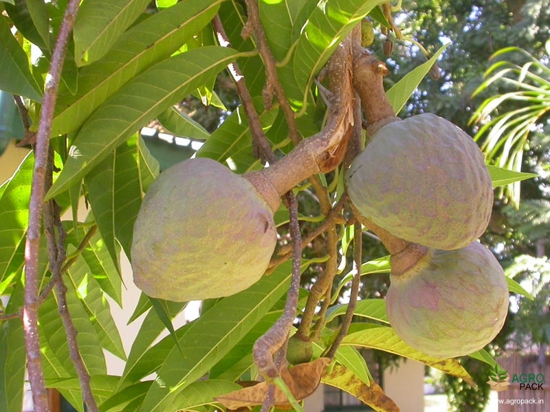 Netted-Custard-Apple3