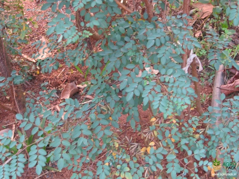 Nilayamari4
