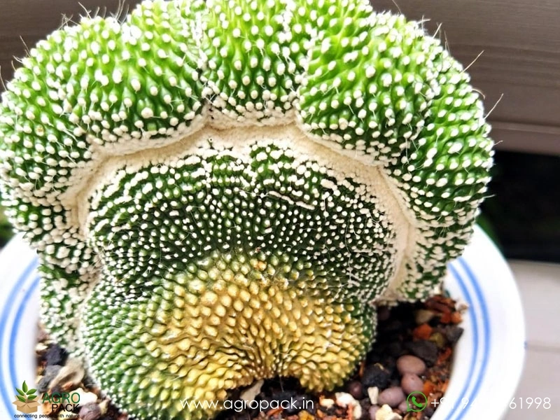 Notocactus-Scopa-Crest1