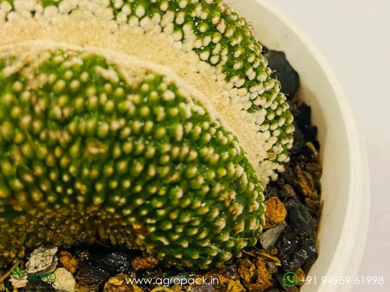 Notocactus-Scopa-Crest2
