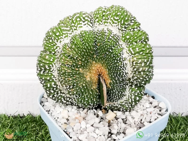 Notocactus-Scopa-Crest3