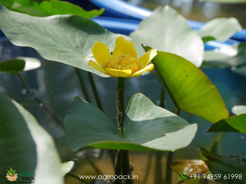 Nuphar-lutea1