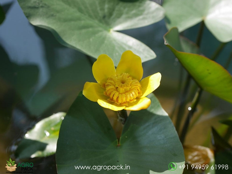 Nuphar-lutea2