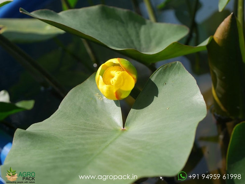 Nuphar-lutea3