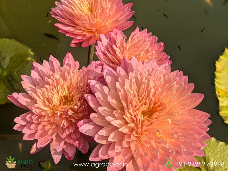 Nymphaea-Hassabadin-Water--Lily3