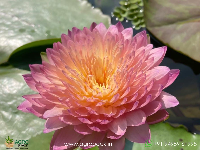 Nymphaea-Hassabadin-Water--Lily4