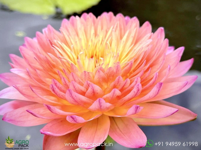 Nymphaea-Hassabadin-Water-Lily1