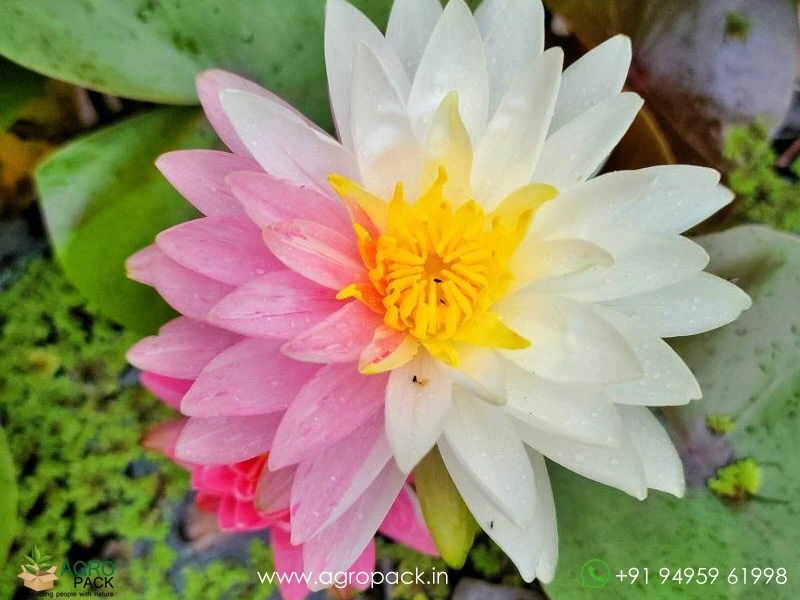 Nymphaea-Jakkaphong-Water-Lily3