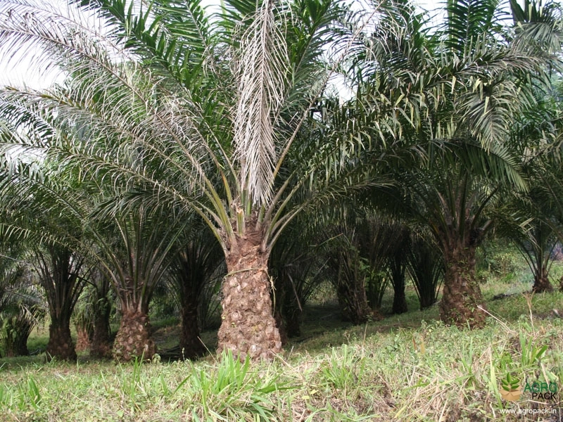Oil-Palm2