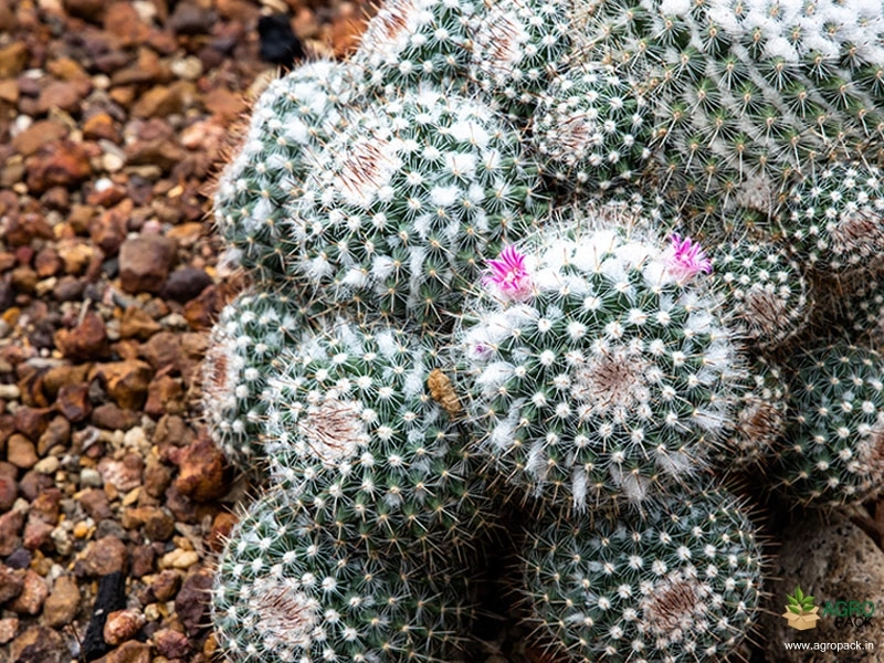 Old-Lady-Cactus2