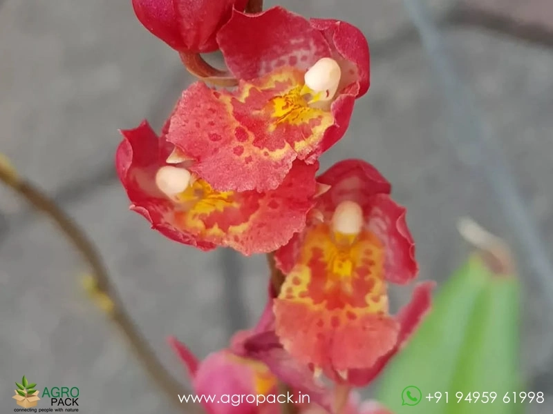 Oncidium-Lava-Burst-Orchid1