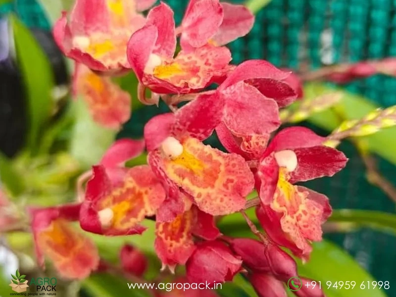 Oncidium-Lava-Burst-Orchid2