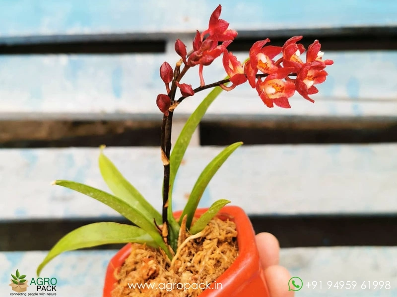 Oncidium-Lava-Burst-Orchid3