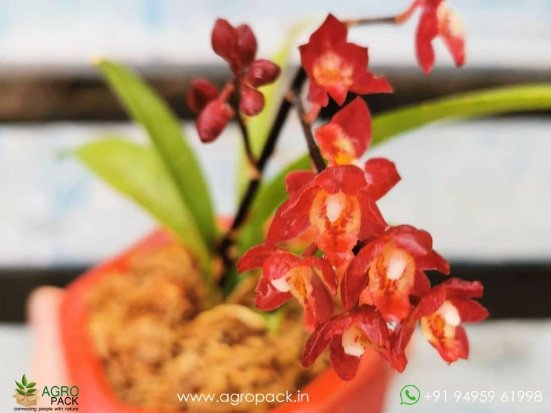 Oncidium-Lava-Burst-Orchid4