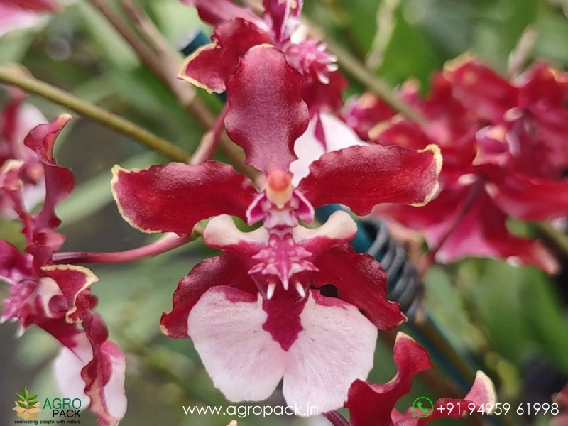 Oncidium-Sharry-Baby-Orchid1