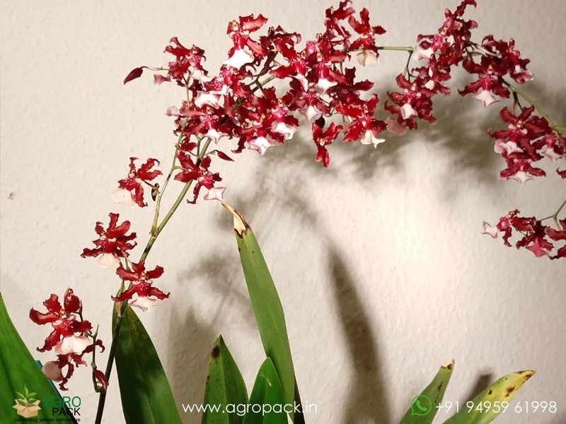 Oncidium-Sharry-Baby-Orchid3