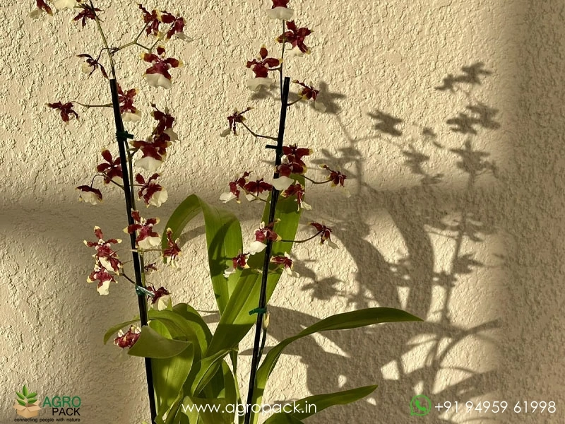 Oncidium-Sharry-Baby-Orchid4