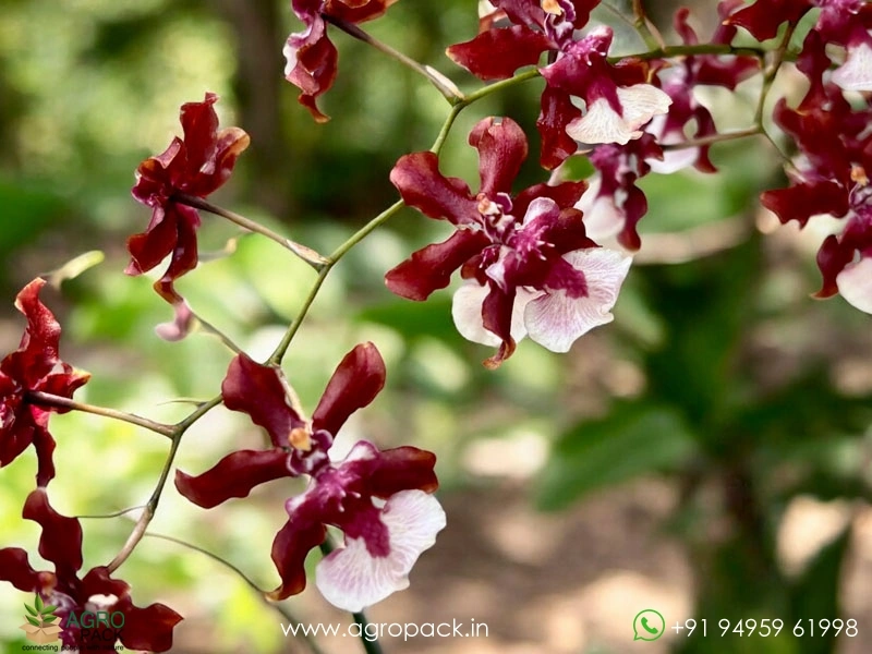 Oncidium-Sharry-Baby-Orchid5