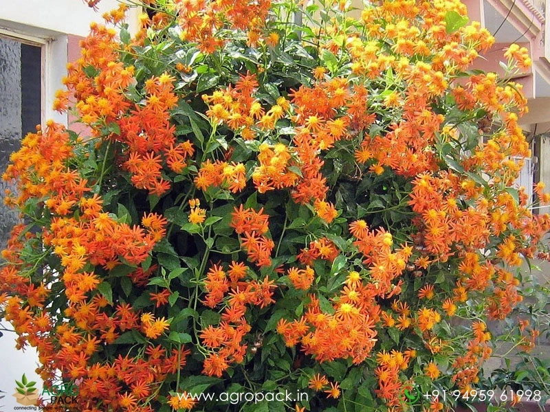 Orange-Mexican-Flame-Vine4