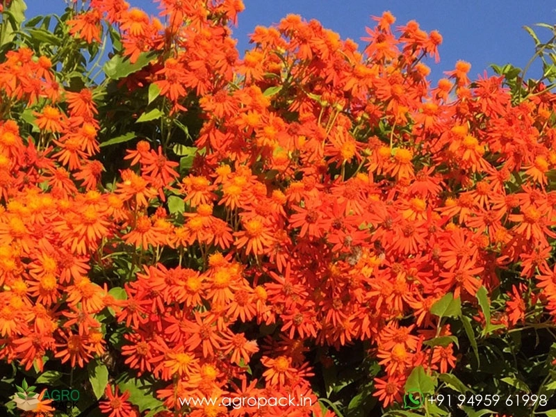 Orange-Mexican-Flame-Vine5