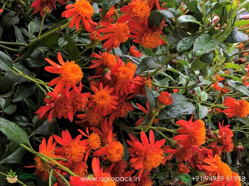 Orange-Mexican-Flame-Vine6