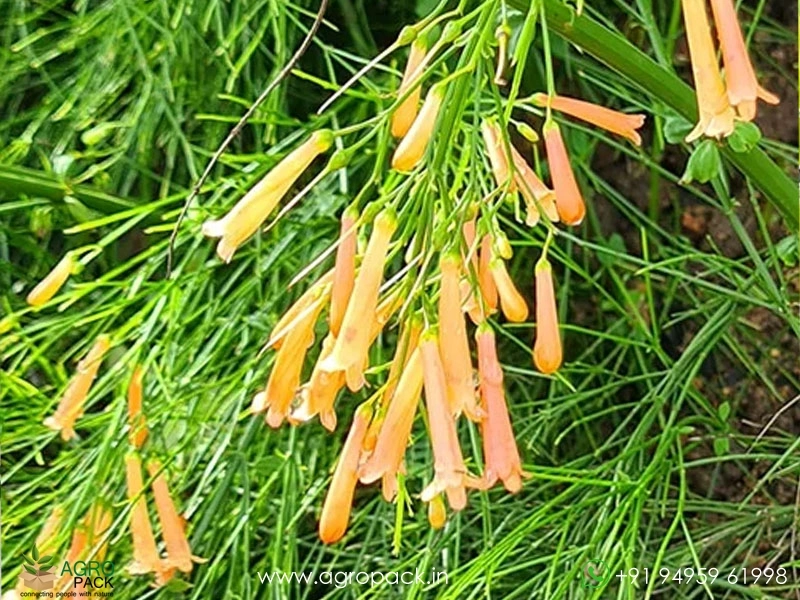 Orange-Russelia1