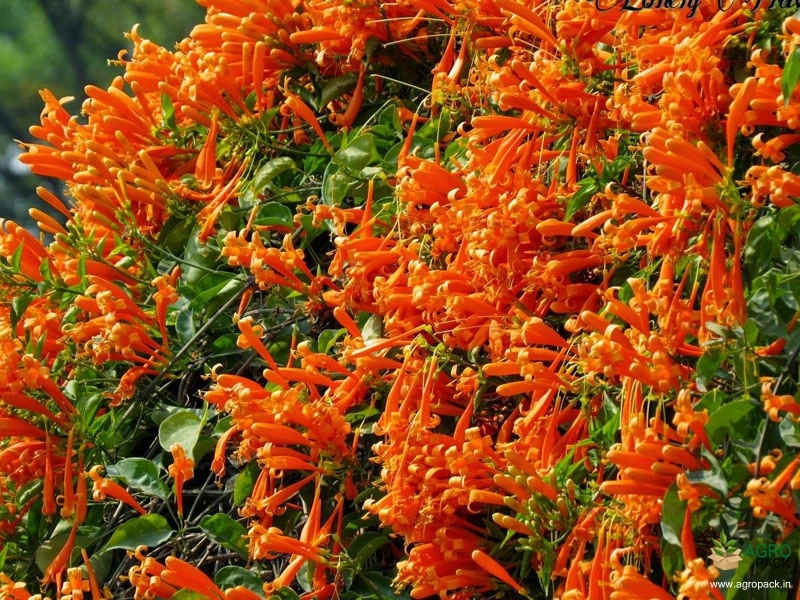 Orange-Trumpet-Vine3