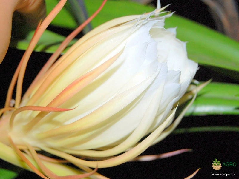 Orchid-Cactus-1