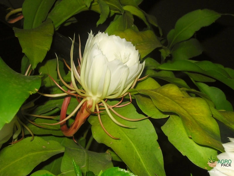 Orchid-Cactus-2
