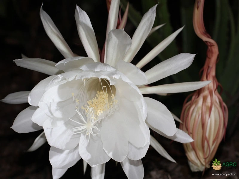 Orchid-Cactus-3