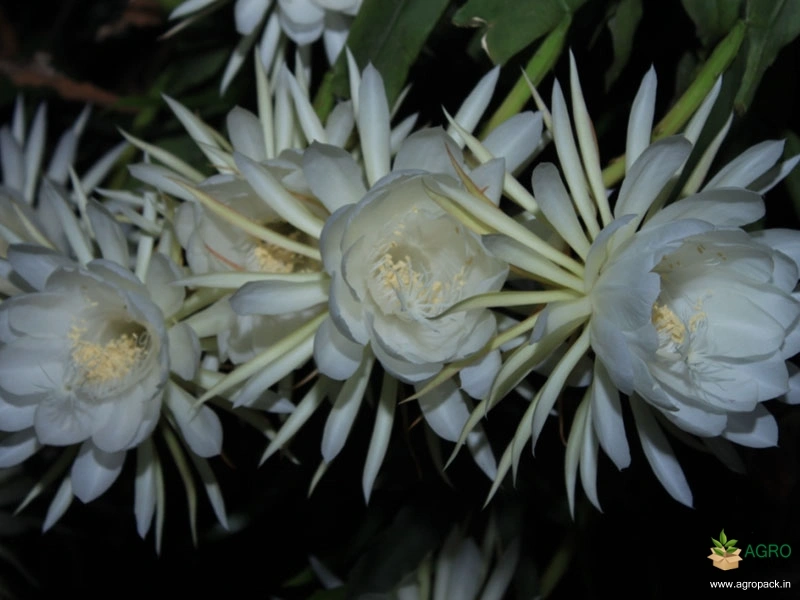 Orchid-Cactus-5
