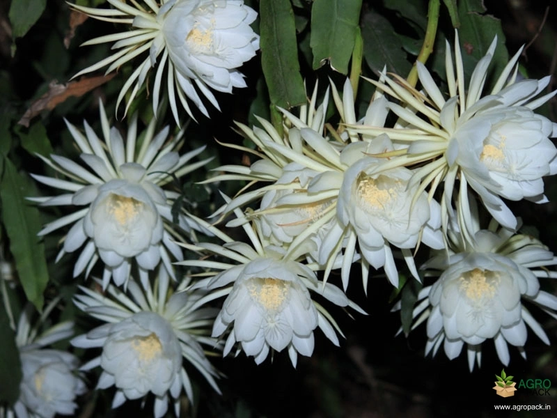 Orchid-Cactus-6