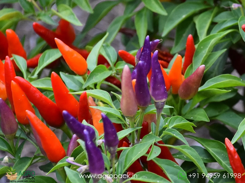 Ornamental-Chilli3