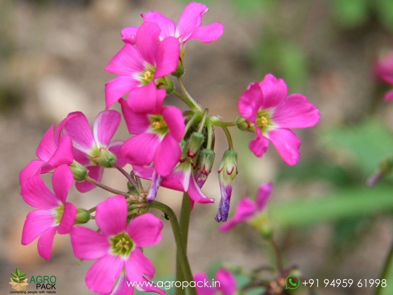 Oxalis-Lasiandra2