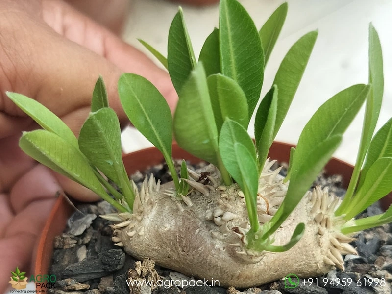 Pachypodium-brevicaule1