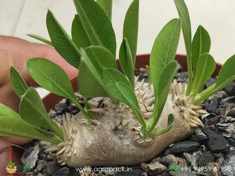 Pachypodium-brevicaule2