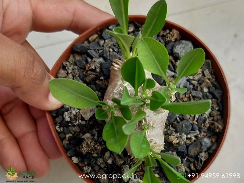 Pachypodium-brevicaule3