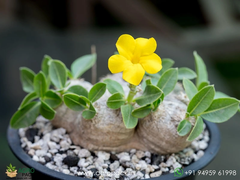 Pachypodium-brevicaule5