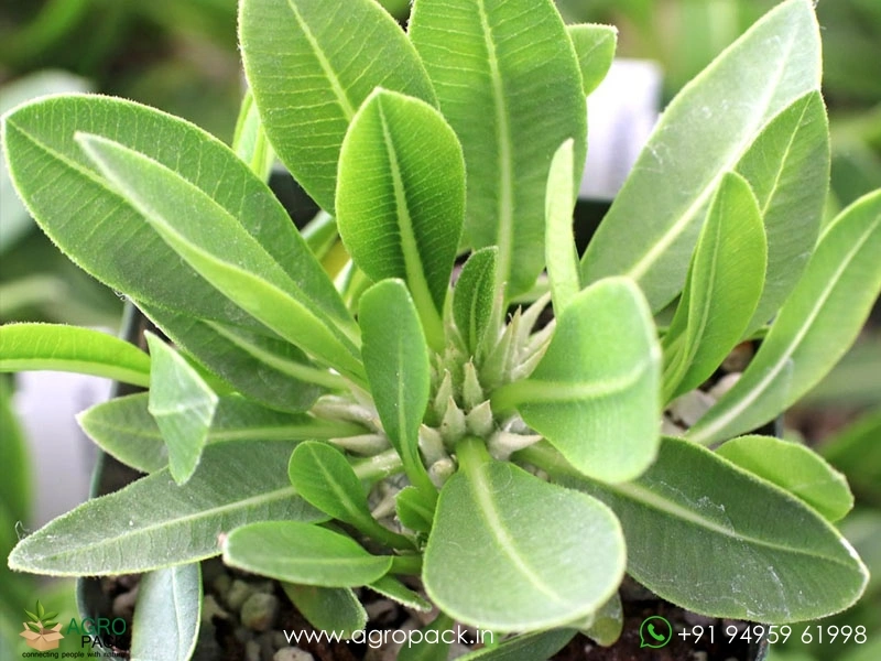 Pachypodium-brevicaule6