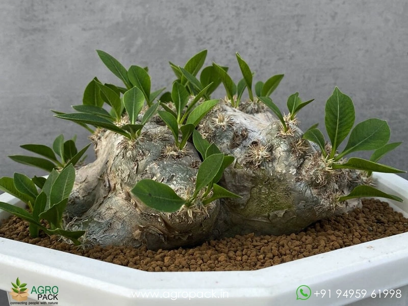 Pachypodium-brevicaule7