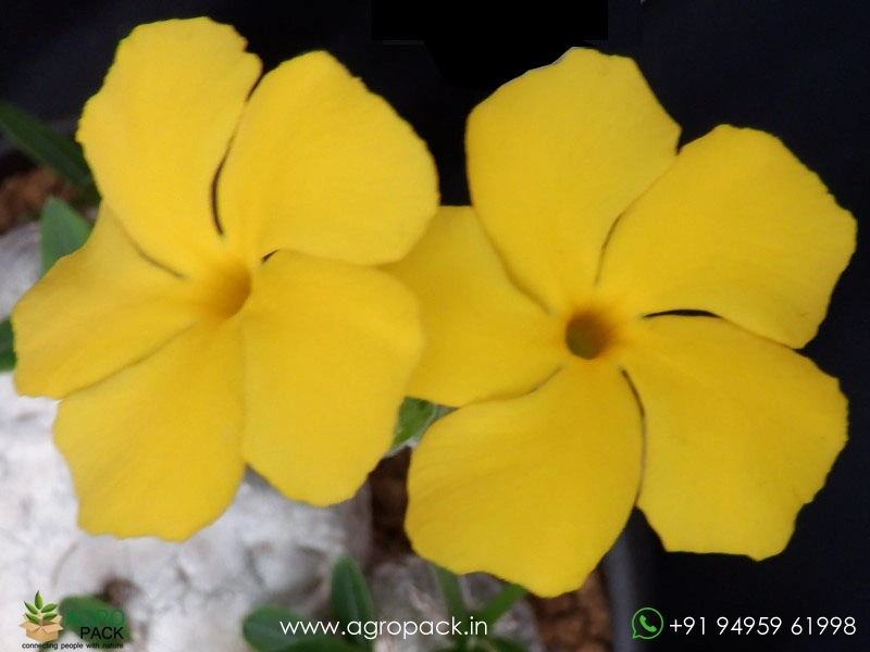 Pachypodium-brevicaule8