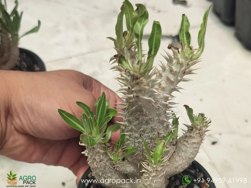 Pachypodium-inopinatum1