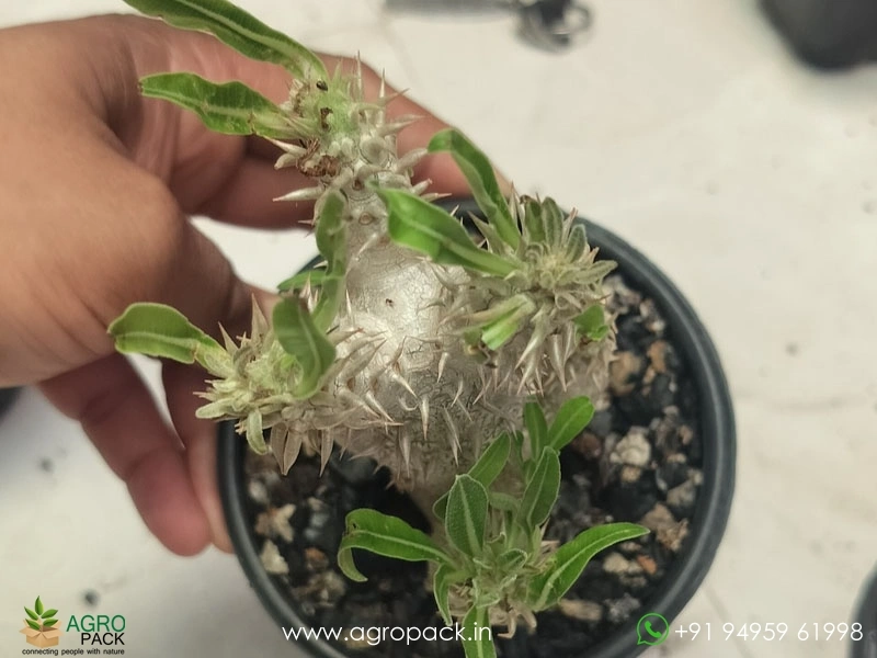 Pachypodium-inopinatum2