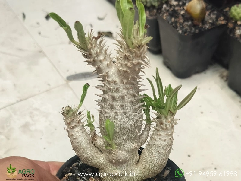 Pachypodium-inopinatum3