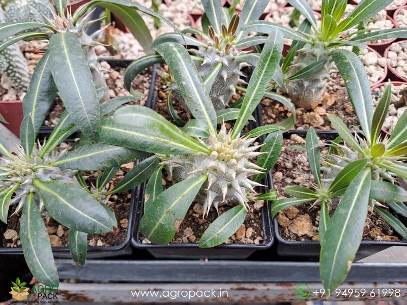 Pachypodium-inopinatum6